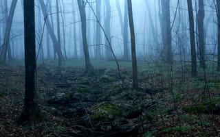 Картинка лес, деревья, туман, сумерки, природа