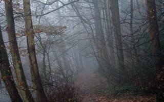 Картинка лес, деревья, Frenchay, Bristol, туман, тропинка, Англия, природа