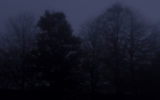 Картинка осень, лес, Дюльмен, деревья, природа, Германия, сумерки, ноябрь