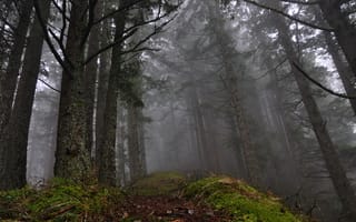 Картинка лес, деревья, Pacific Northwest, Орегон, природа, Columbia River Gorge, туман, США