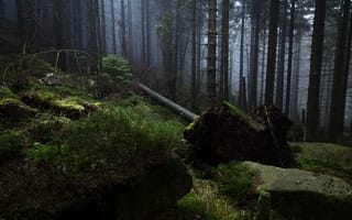 Картинка лес, деревья, Германия, камни, туман, природа, Гарц