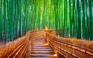 Картинка лес, тропа, Japanбамбук, bamboo, forest, Япония, Tokyo