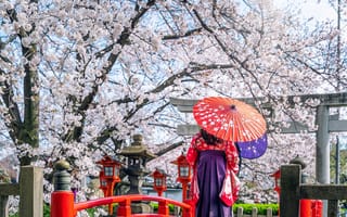 Картинка вишня, японка, весна, Япония, цветение, кимоно, Japan, woman, blossom, asian, sakura, cherry, зонт, spring, umbrella, сакура
