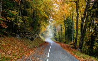 Картинка дорога, осень, лес, autumn, tree, park, forest, road, scenery, деревья, листья, leaves