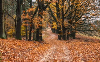 Обои дорога, осень, tree, autumn, forest, листья, park, деревья, road, лес, scenery, leaves
