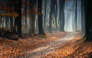 Картинка дорога, осень, road, tree, leaves, autumn, тропа, forest, scenery, лес, листья, path, деревья, park