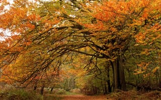 Картинка осень, лес, листья, scenery, tree, park, autumn, forest, leaves, деревья