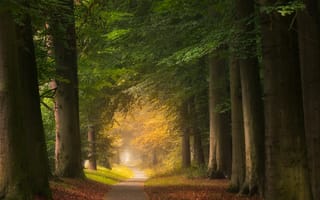 Картинка дорога, осень, tree, autumn, forest, road, деревья, листья, leaves, лес, scenery, park