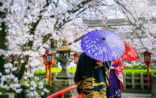 Картинка мост, вишня, sakura, японка, umbrella, кимоно, blossom, cherry, сакура, Japan, зонт, bridge, весна, woman, цветение, Япония