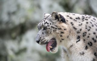 Картинка хищник, пасть, снежный барс, клыки, mouth, snow leopard, predator, fangs, большая кошка, big cat, ирбис