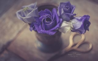 Картинка стиль, розы, фиолетовые, ножницы
