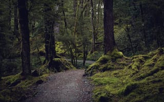 Картинка лес, деревья, Routeburn Track, Новая Зеландия, природа, New Zealand, мох, тропинка
