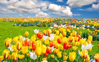 Картинка поле, пейзаж, тюльпаны, природа, облака, весна, цветы