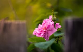 Картинка цветок, листья, бутон, шиповник, природа