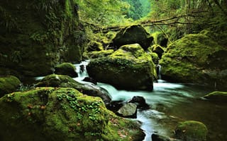 Картинка лес, природа, камни, ручей, мох