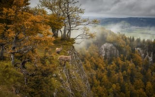 Картинка осень, животные, леса, козлы, туман, скалы, природа, пейзаж