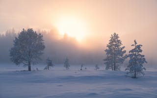 Картинка зима, снег, Норвегия, утро, Рингерике, Norway, Ringerike, рассвет, сугробы, деревья, туман, восход