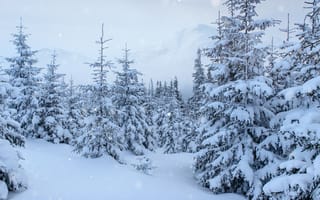 Картинка зима, снег, елки, winter, пейзаж, snow, fir trees, landscape, деревья
