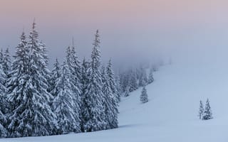 Картинка зима, снег, fir trees, деревья, елки, winter, landscape, snow, пейзаж