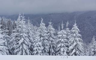 Картинка зима, снег, snow, деревья, fir trees, landscape, пейзаж, winter, елки