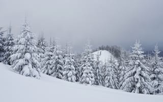 Картинка зима, снег, деревья, пейзаж, landscape, snow, елки, winter, fir trees