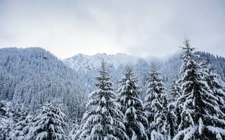 Картинка зима, снег, пейзаж, деревья, горы, winter, елки, landscape