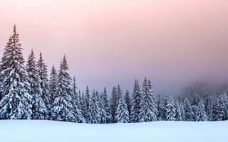 Картинка зима, снег, landscape, деревья, winter, forest, елки, пейзаж