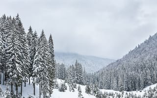 Картинка зима, снег, landscape, горы, елки, fir trees, mountains, snow, forest, пейзаж, деревья, winter