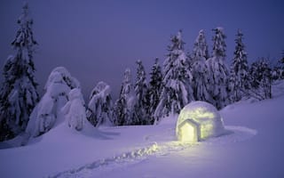 Картинка зима, снег, fir trees, елки, пейзаж, landscape, forest, winter, snow, night, деревья