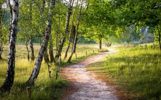 Картинка дорога, лето, берёзы