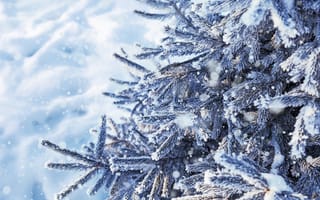 Картинка зима, снег, winter, ветки ели, snow, snowy, forest, fir tree, елка, landscape