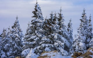 Картинка зима, снег, ели, Андрей Шарапов, природа, деревья, камни