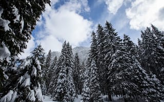 Картинка зима, снег, горы, forest, елки, landscape, snow, winter, пейзаж, деревья, fir trees, mountains