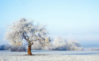 Картинка зима, снег, snow, дерево, winter, forest, landscape, пейзаж
