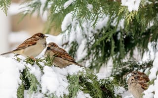 Картинка зима, снег, sparrows, ветки, fir tree, winter, елка, воробьи, snow, birds, птицы