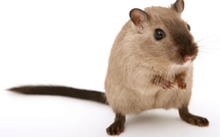 Картинка белый, грызун, песчанка, Gerbillidae, white, gerbil, small animal, rodent