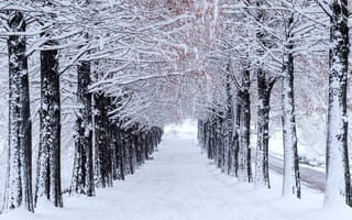 Картинка зима, снег, trees, деревья, alley, парк, аллея, winter, park, landscape, snow