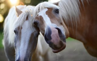 Картинка взгляд, животное, beauty, look, красота, animal, лошади, размытый