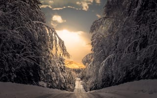 Картинка зима, дорога, лес, снег, Швеция, деревья