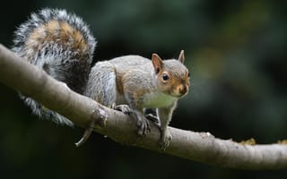 Картинка Ветка, Белка, Млекопитающее, Животное, Дикая Природа, Грызун, Маленький зверек, Хвост