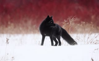 Обои зима, снег, Чернобурая лисица, лиса