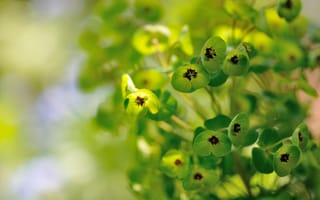 Картинка цветки, зеленые, растение, Euphorbia, Молочай