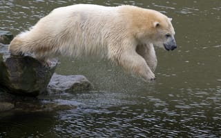 Картинка белый, медведь, ловит рыбу, прыгает