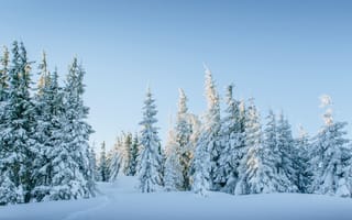 Картинка зима, снег, winter, деревья, елки, forest, snow, landscape, fir trees, пейзаж