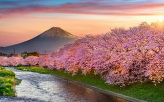 Картинка вишня, весна, pink, Fuji, landscape, cherry, цветение, Япония, Japan, mountain, spring, сакура, blossom, гора Фуджи, sakura