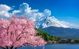Картинка вишня, весна, landscape, сакура, mountain, pink, sakura, Япония, цветение, гора Фуджи, Fuji, cherry, Japan, blossom, spring