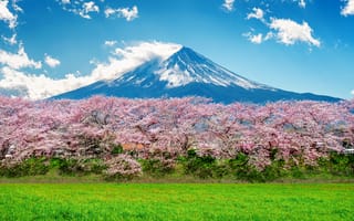 Картинка вишня, весна, blossom, Япония, mountain, Fuji, landscape, сакура, Japan, цветение, pink, гора Фуджи, cherry, sakura, spring