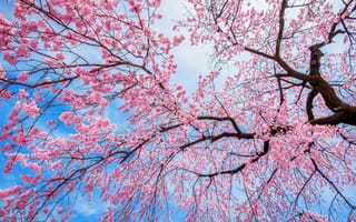 Картинка небо, ветки, spring, tree, blossom, дерево, весна, pink, cherry, вишня, цветение, сакура, sakura