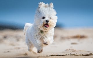 Картинка песок, собака, белая, прогулка, бег