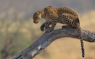 Картинка леопард, коряга, дикая кошка, хвост